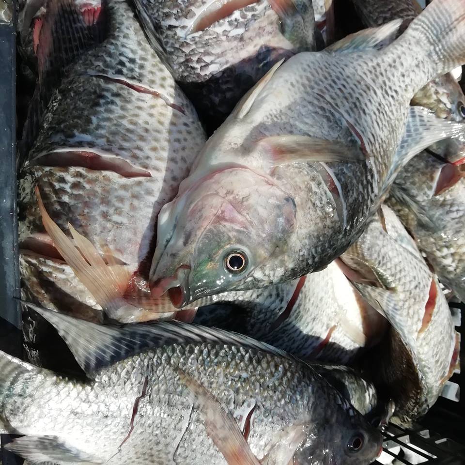 Granja La Familia Tilapia Photos 2